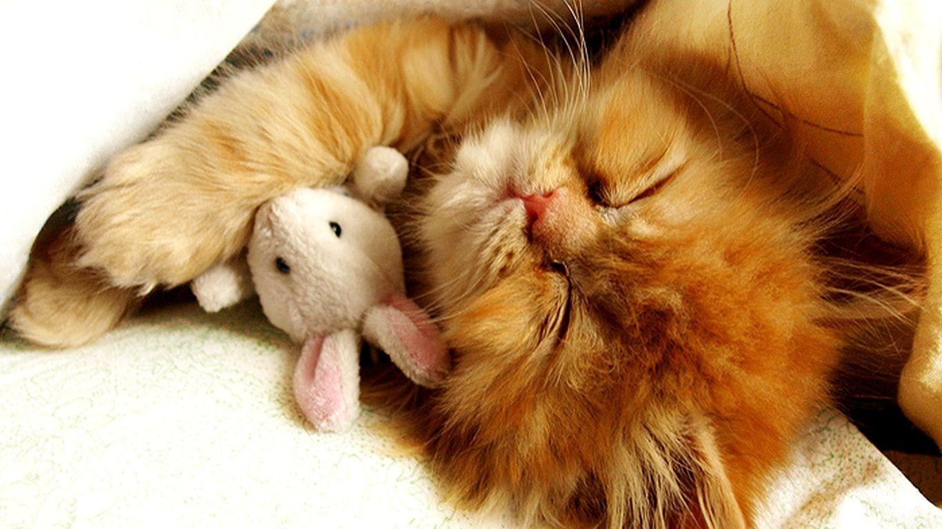 1366x768 Cute Kitten Wallpaper
