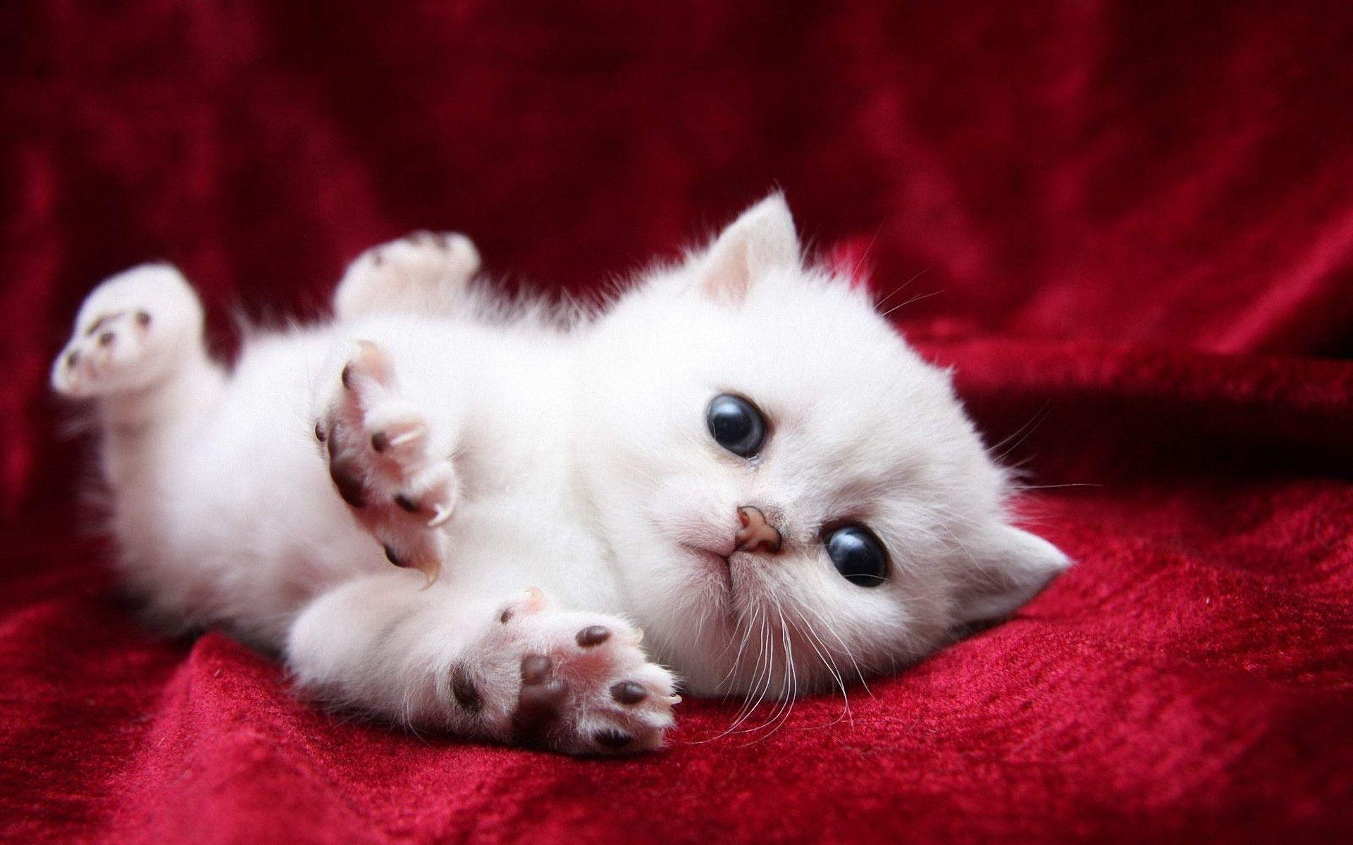 1920x1200 Cute Kittens Wallpaper