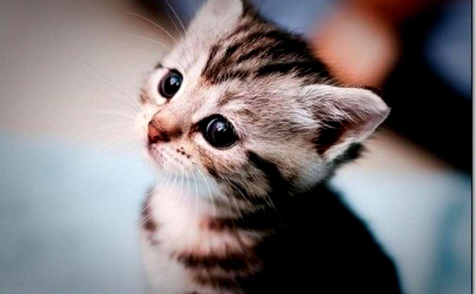 1579x976 Cute Kittens Wallpaper
