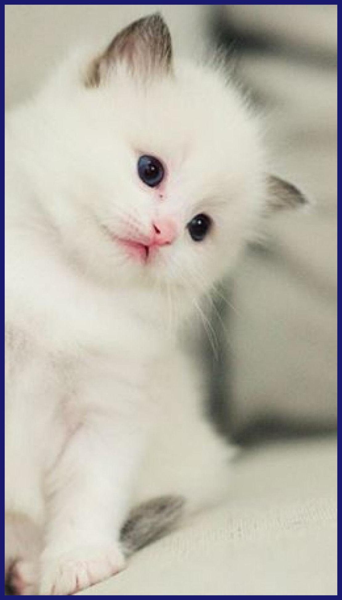 1110x1950 1110x Kitten Wallpaper Beautiful Kitten Wallpaper Kitten Wallpaper Cute Cats