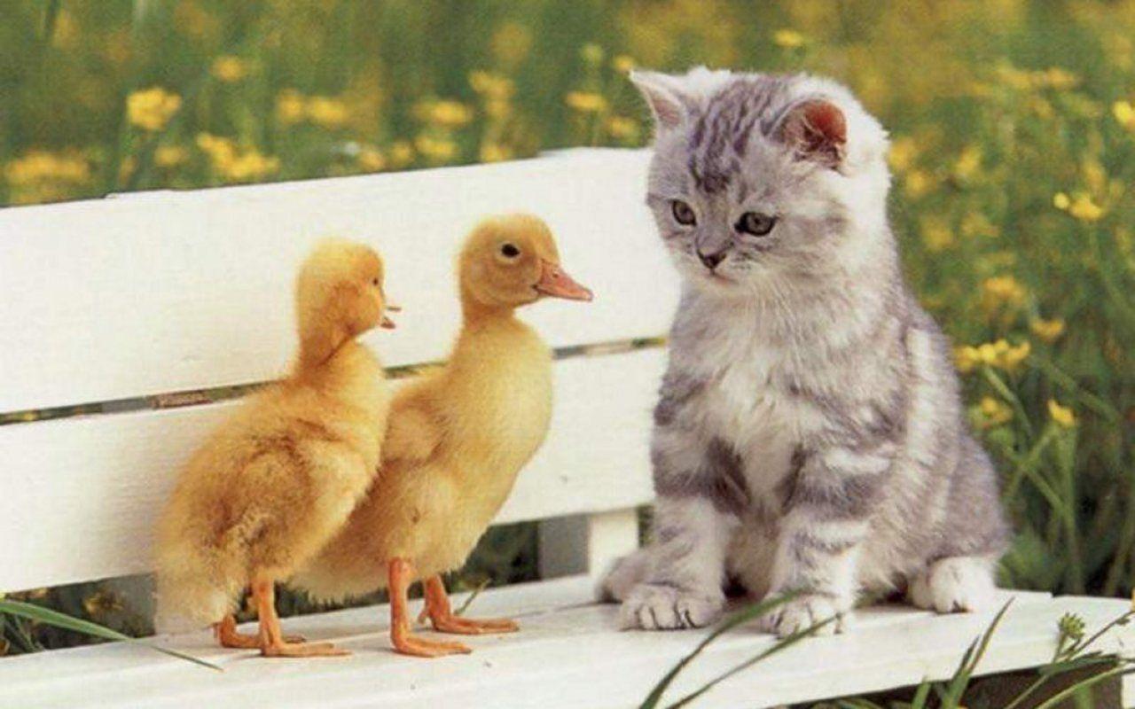 1280x800 Cute Kitten