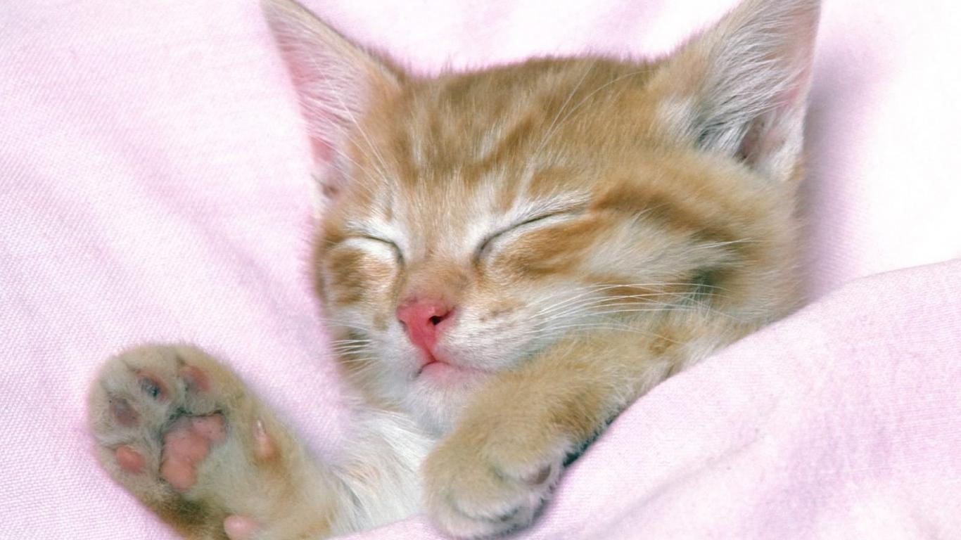 1366x768 Very Cute Kittens Wallpaper Kitten Good Night Wallpaper & Background Download