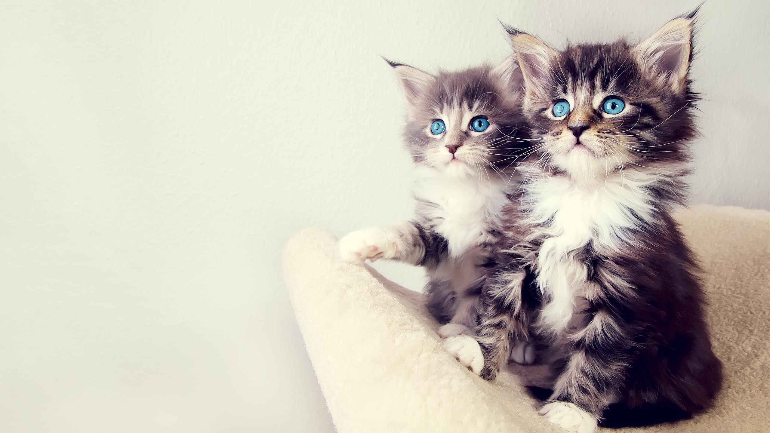 2560x1440 Cute Kitten Wallpaper HD