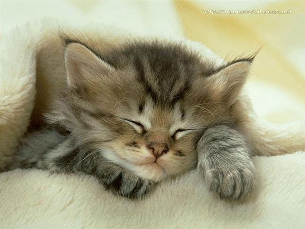 1024x768 Free download Cute Kitten Wallpaper Kittens Wallpaper 13938596 [1024x768] for your Desktop, Mobile & Tablet. Explore Very Cute Kitten Wallpaper. Kitten Picture for Wallpaper, Cats Wallpaper for Desktop, Cute