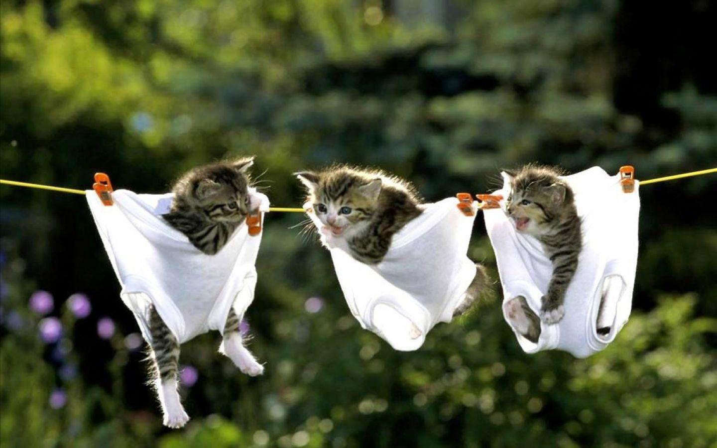 1440x900 Hd Kitten Wallpaper Desktop