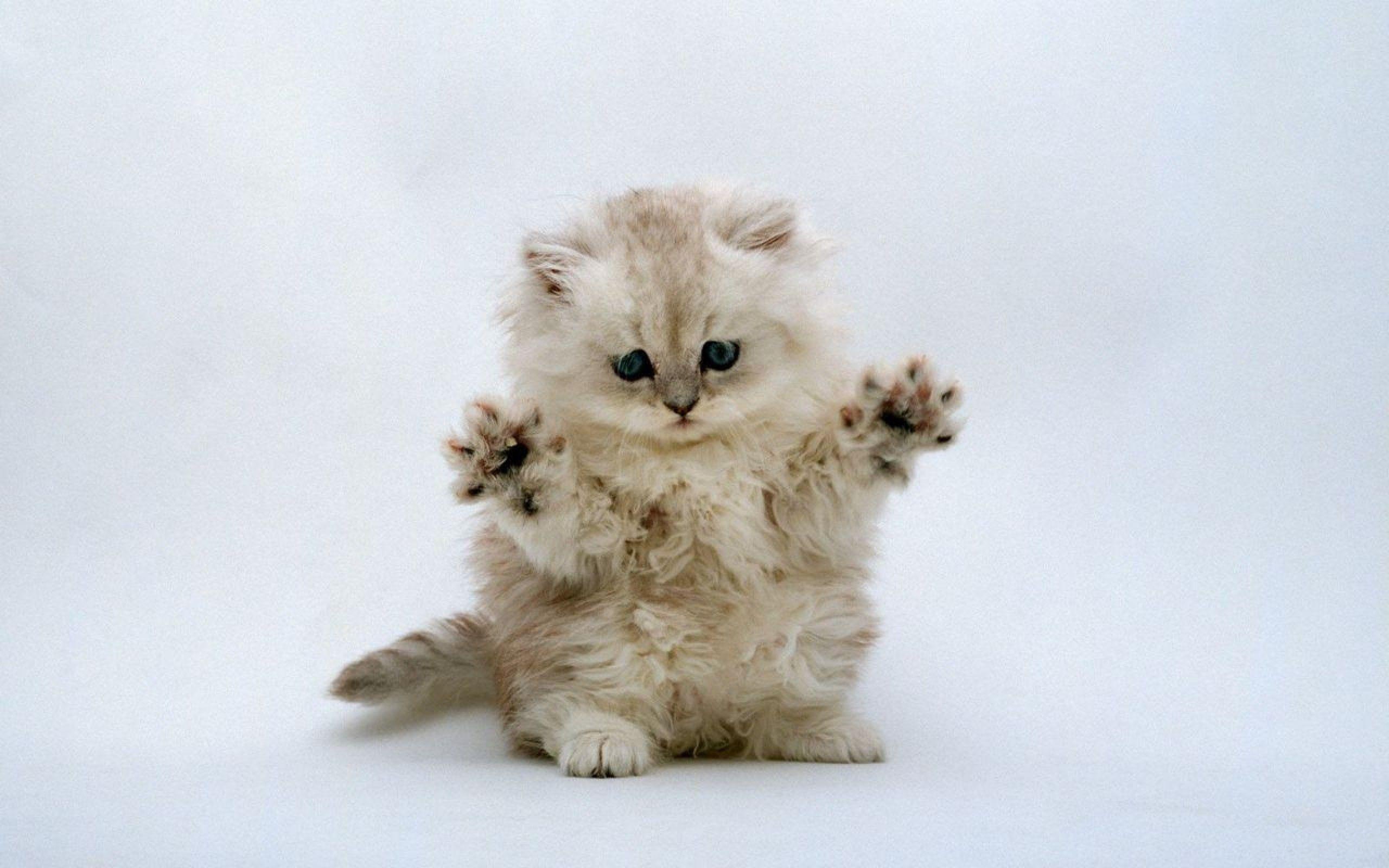 2560x1600 Cute Kitten Wallpaper
