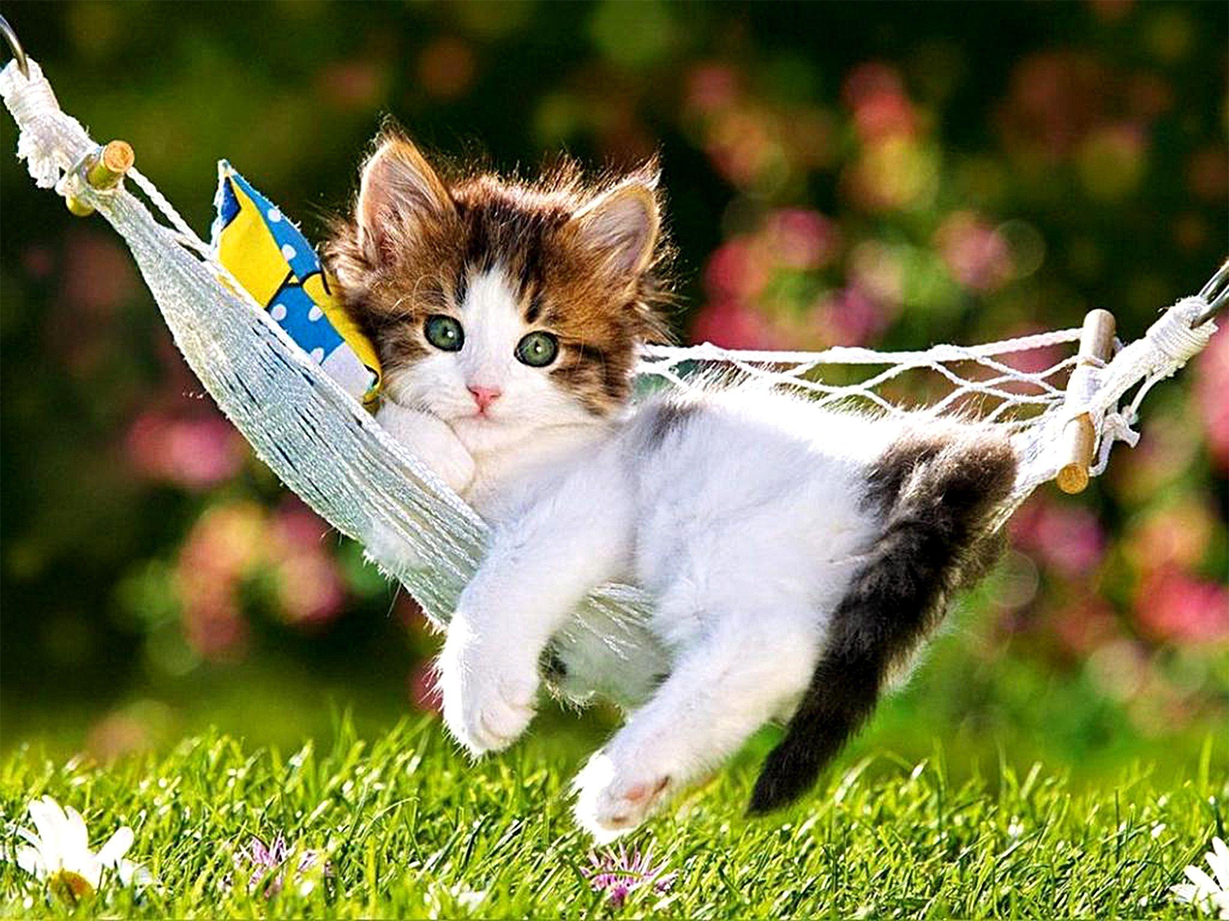 2400x1800 Cat Cute Kittens Wallpaper .