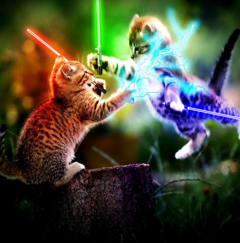 942x952 Wallpaper Kittens