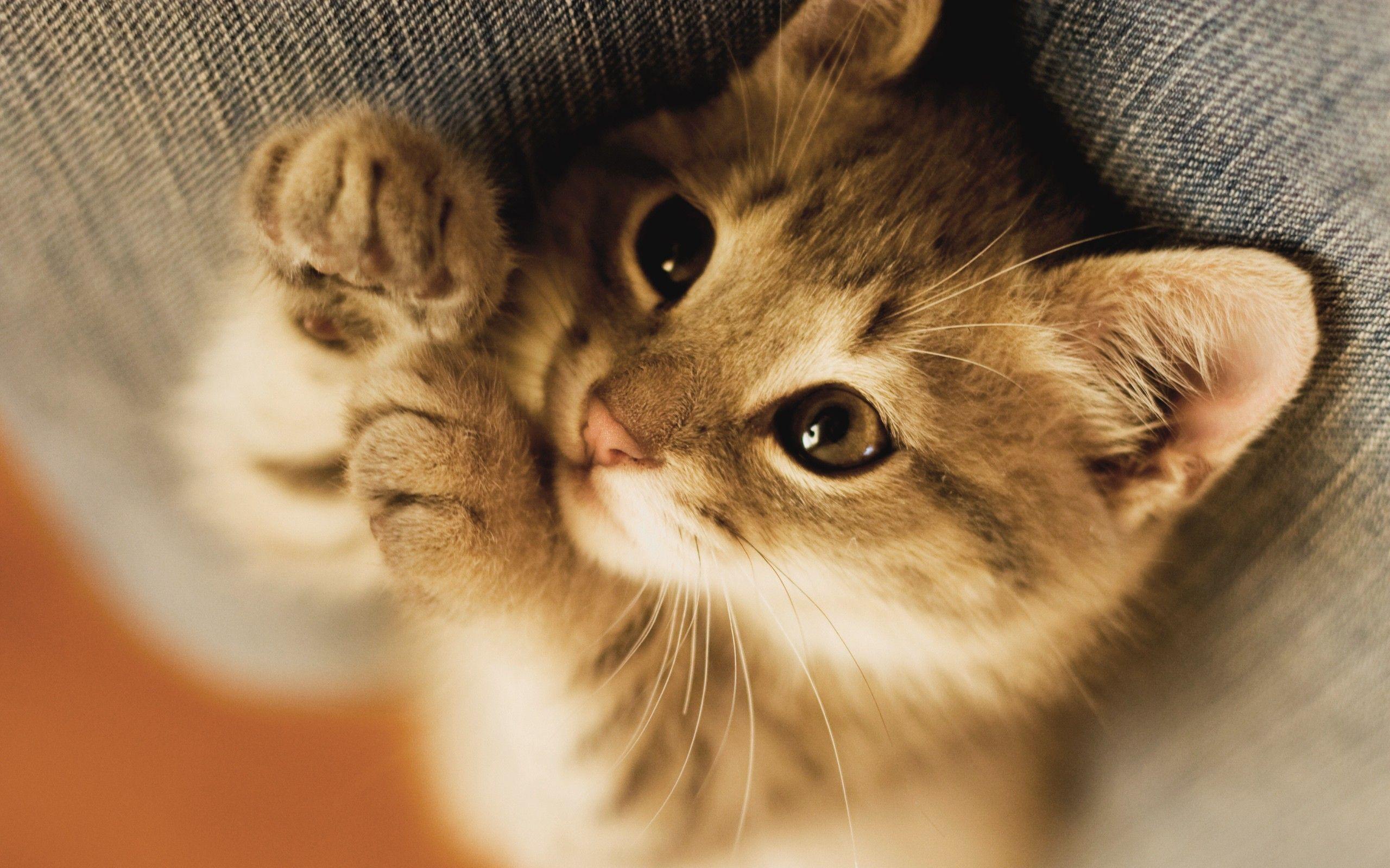 2560x1600 Very Cute Kitten Wallpaper
