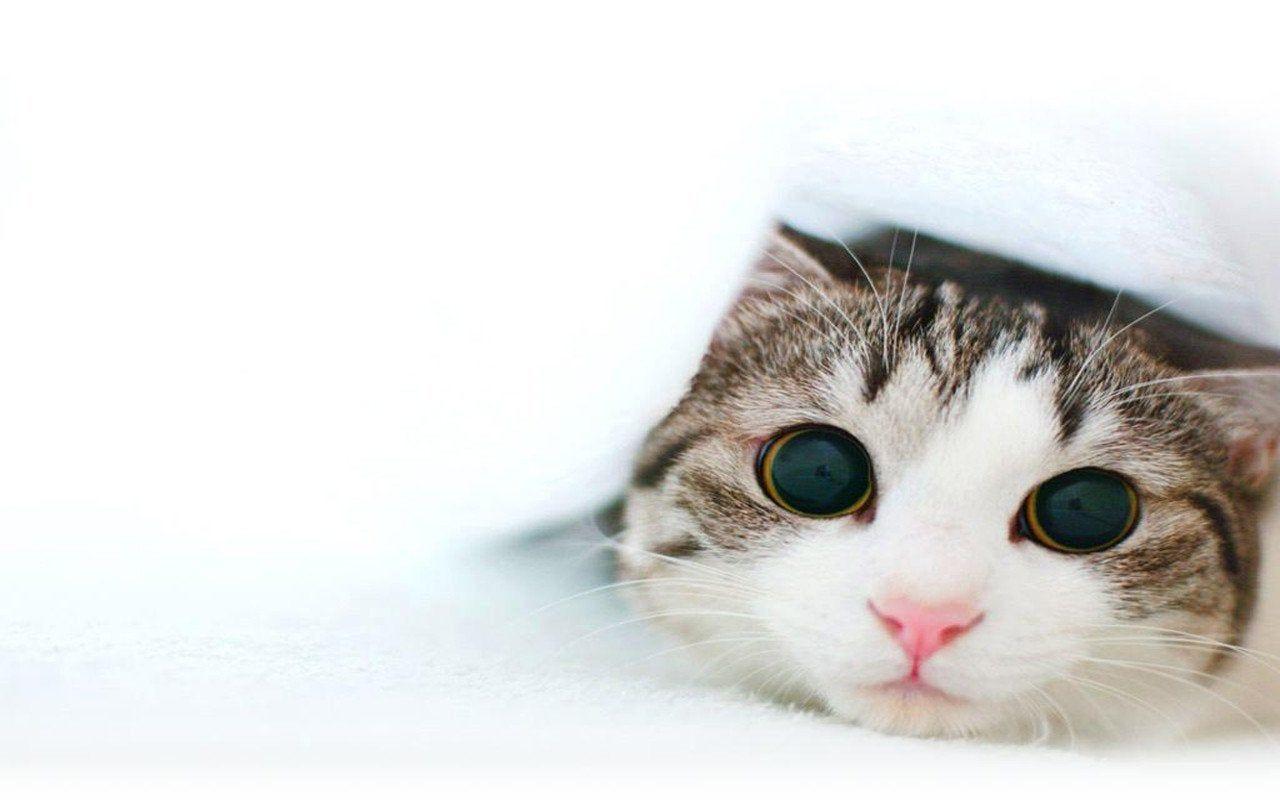 1280x800 Adorable Kitten Wallpaper (x Post From R Aww) [1280 X 800]
