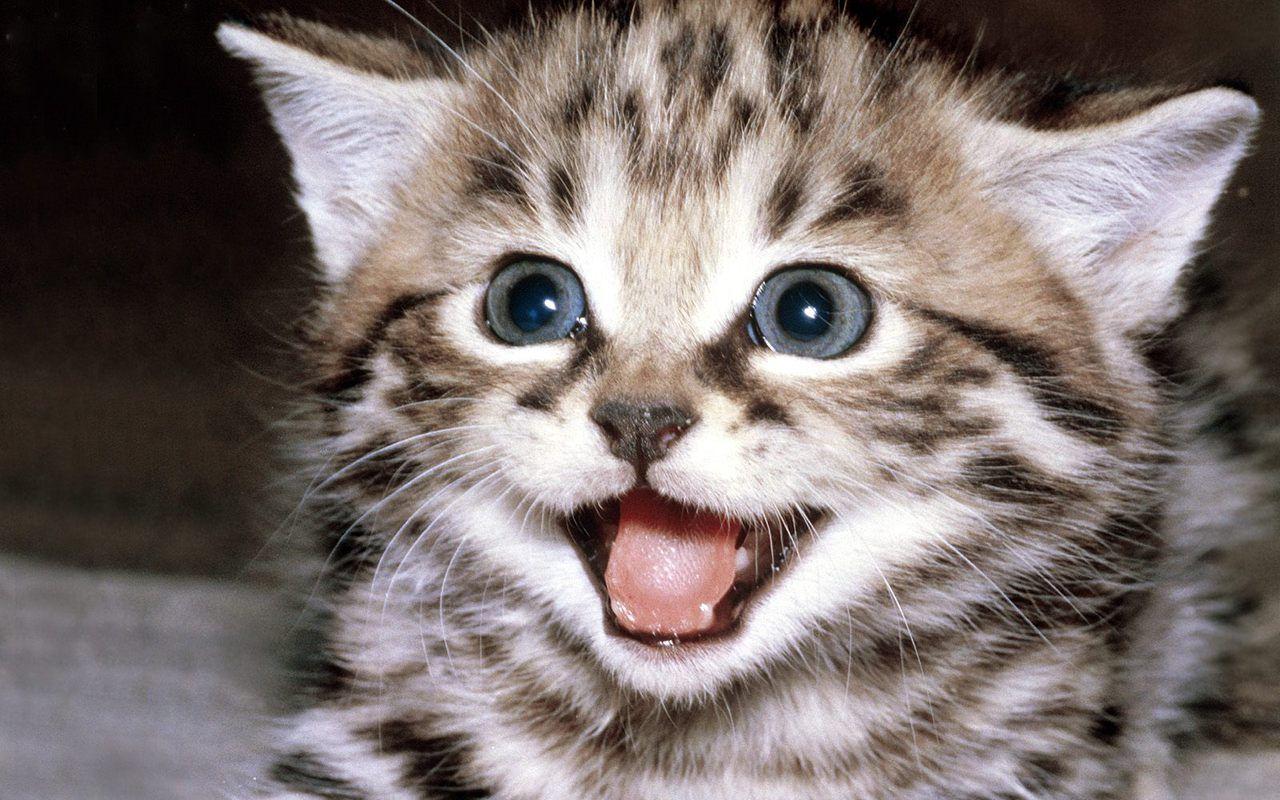 1280x800 Cute Kitten Wallpaper