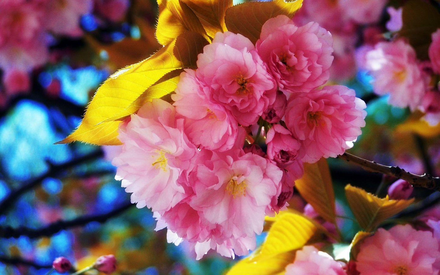 Beautiful Floral Wallpapers Top Free Beautiful Floral Backgrounds