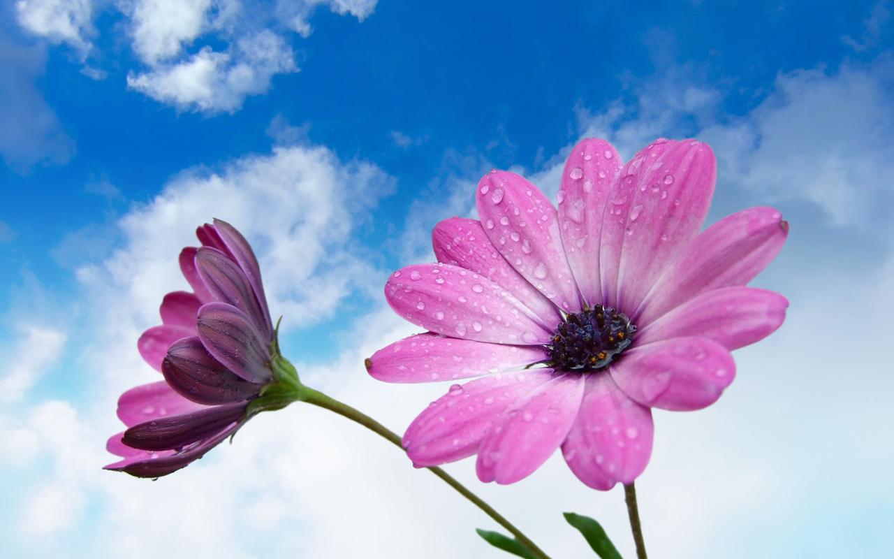 1280x800 Free download flowers for flower lovers Beautiful flowers wallpaper [1280x800] for your Desktop, Mobile & Tablet. Explore Beautiful Floral Wallpaper. Beautiful Flowers Wallpaper for Desktop, Floral Wallpaper for Bedroom