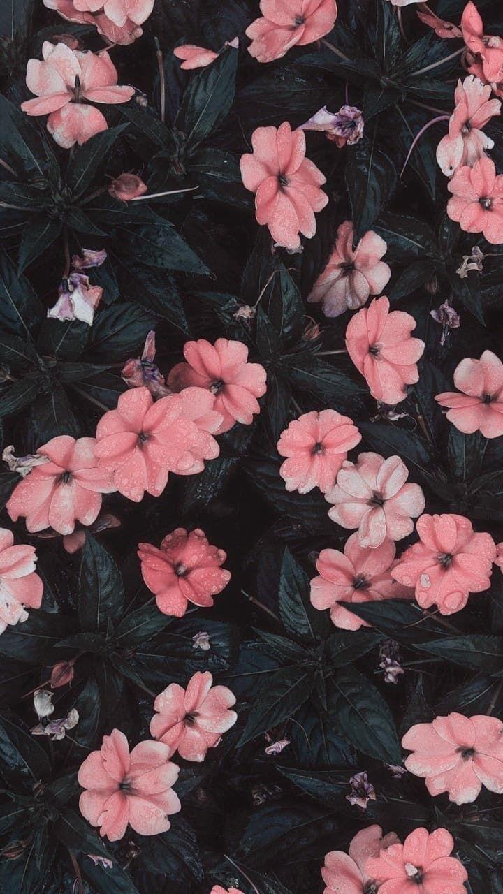 720x1280 Floral Wallpaper Android