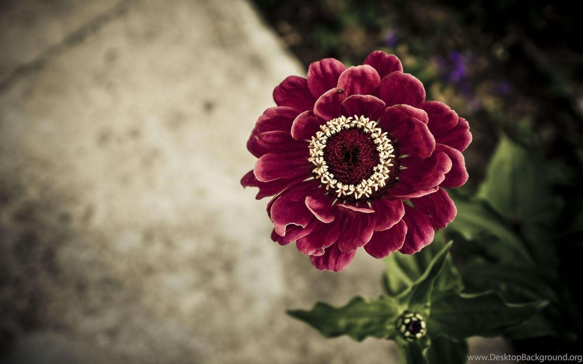 1920x1200 Beautiful Floral Wallpaper For Desktop: Best 40 Desktop Background