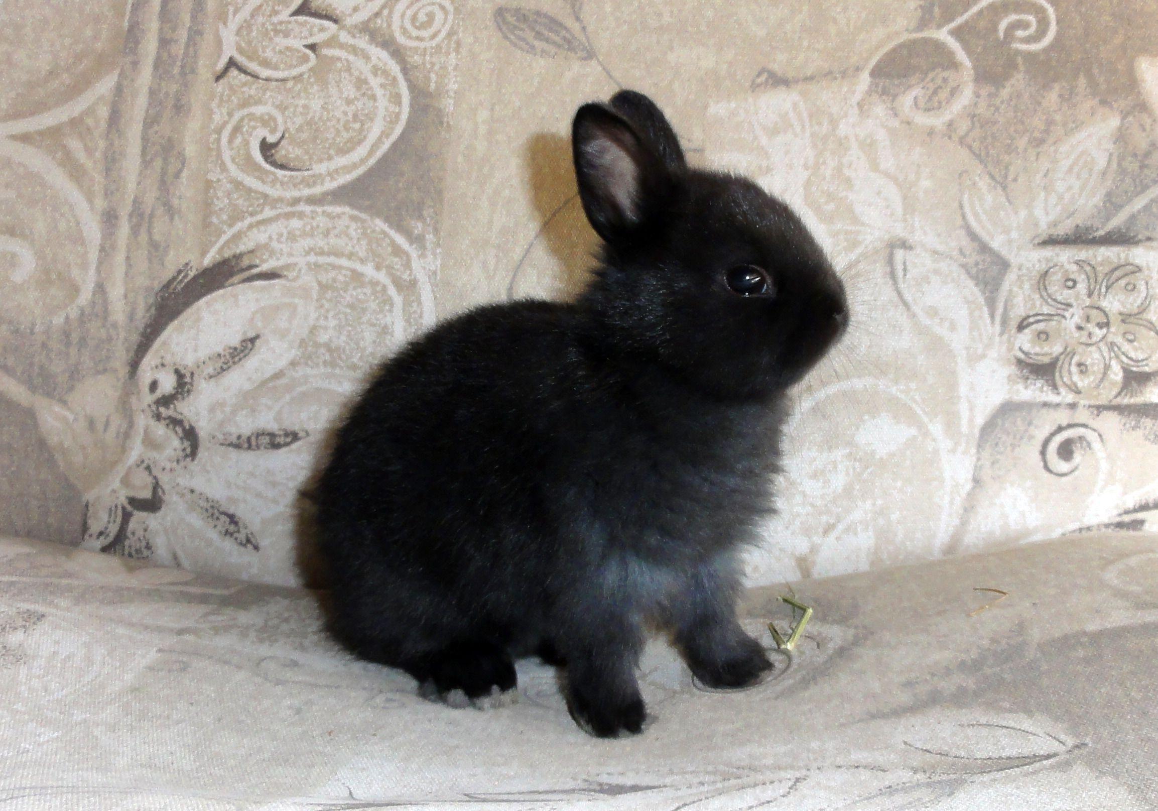 2307x1615 brown and black bunny free image