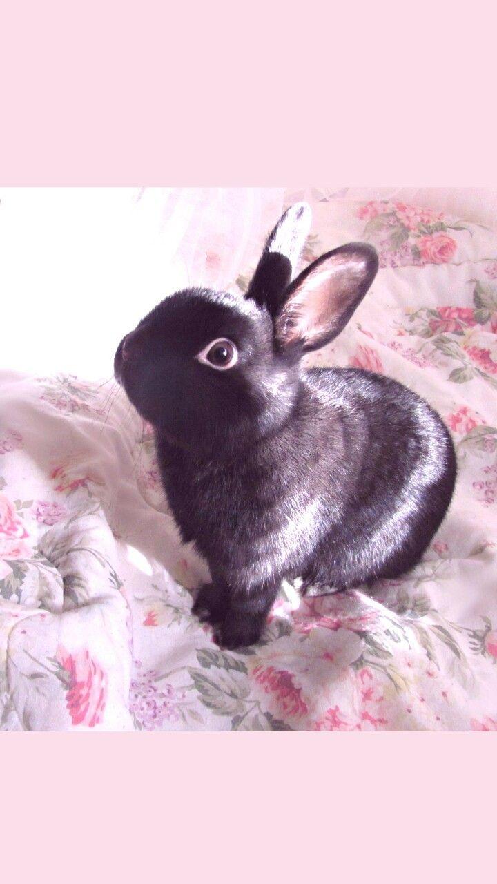 Black Bunny Wallpapers Top Free Black Bunny Backgrounds WallpaperAccess