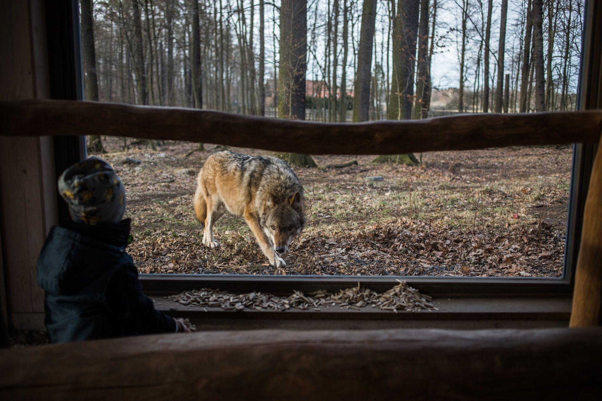 2048x1365 A Fairy Tale Baddie, The Wolf, Is Back In Germany, And Anti Migrant Forces Pounce