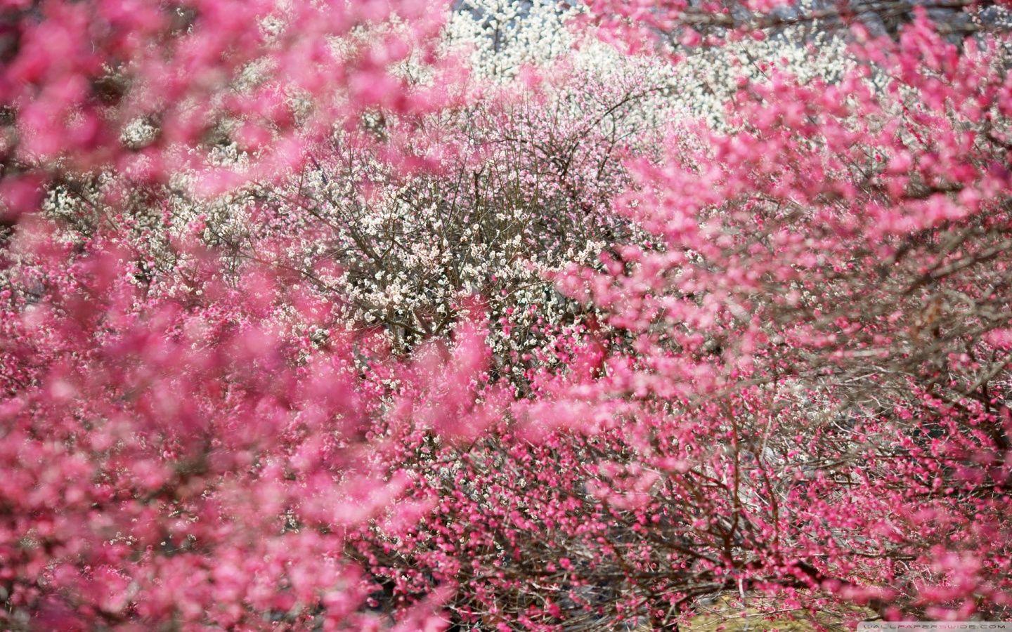 1440x900 Cherry Blossoms, Japan ❤ 4K HD Desktop Wallpaper for 4K Ultra HD TV