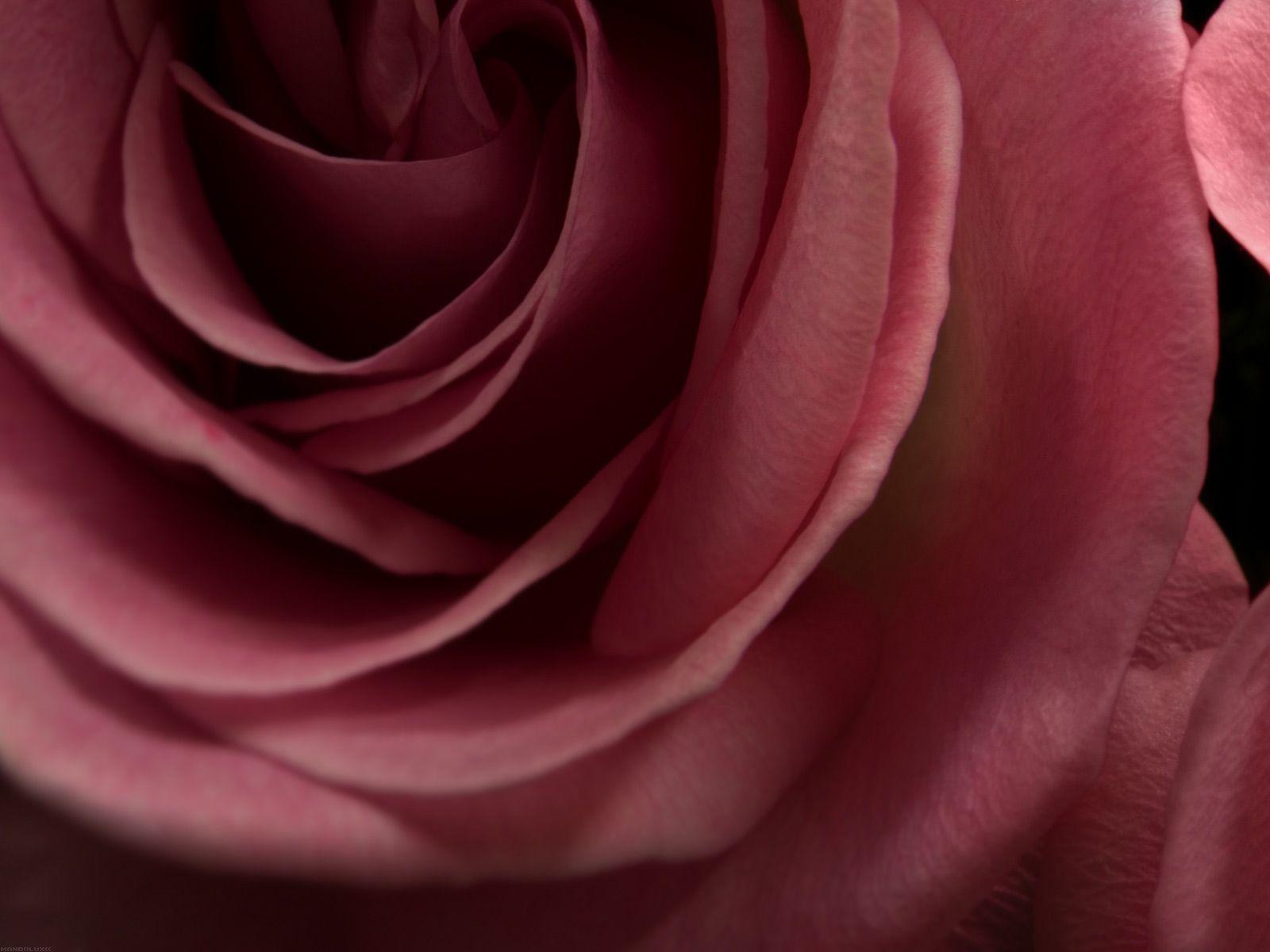 1600x1200 Maroon Roses Wallpaper