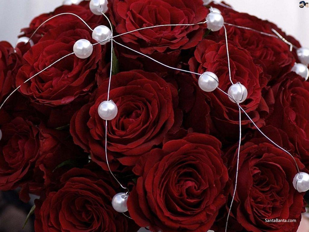 1024x768 Maroon Roses Wallpaper