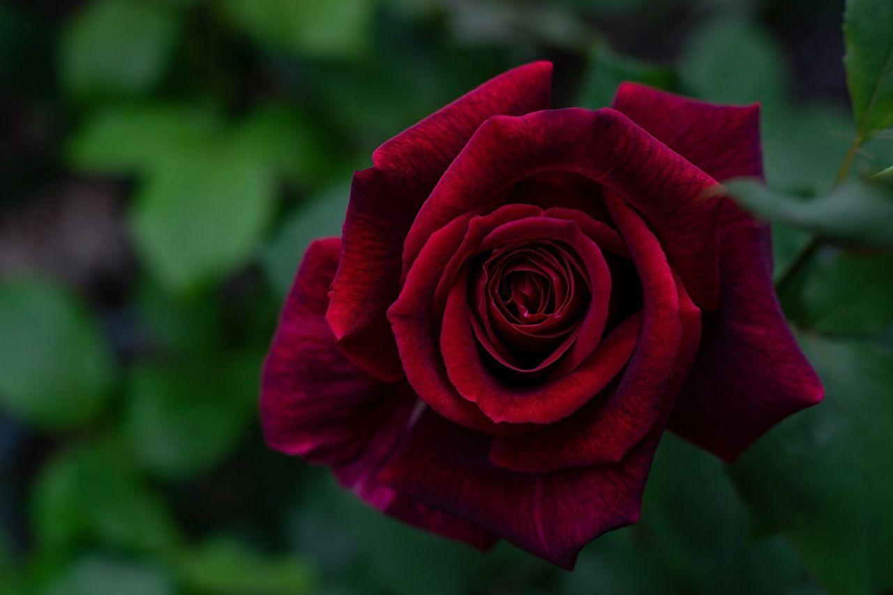 1280x853 Photos Roses Wine color Flowers Closeup