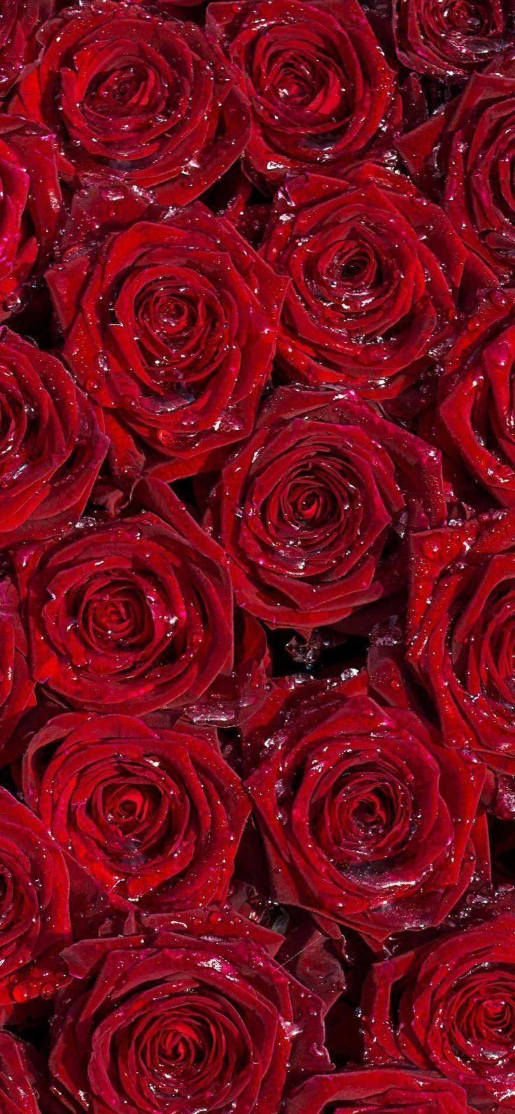 Burgundy Roses Wallpapers - Top Free Burgundy Roses Backgrounds ...