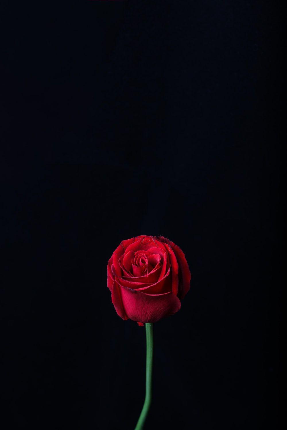 1000x1500 Rose Wallpaper: Free HD Download [HQ]