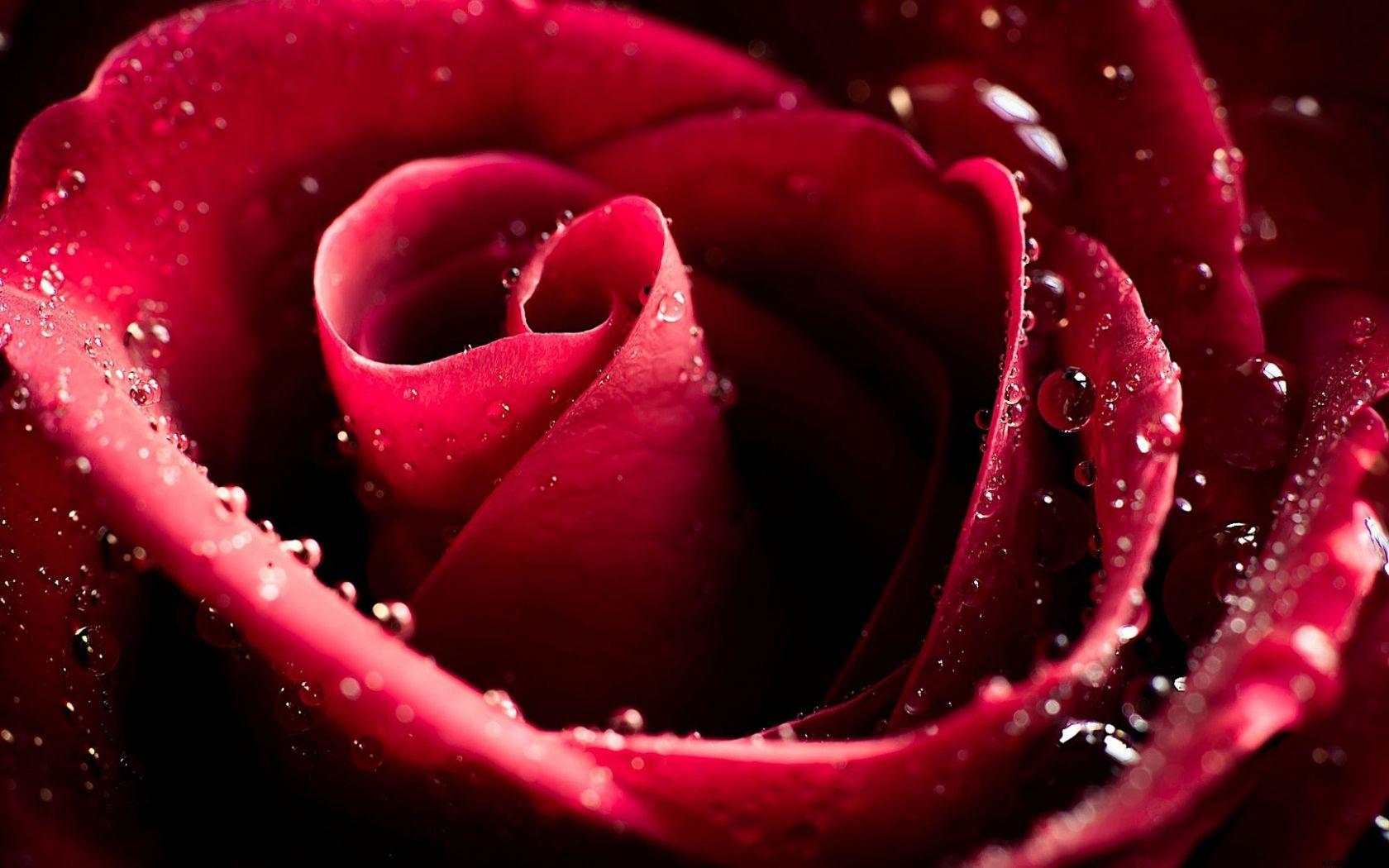 1680x1050 Free download flower rose burgundy drops Wallpaper Photo HD Wallpaper 1080p [1920x1080] for your Desktop, Mobile & Tablet. Explore Burgundy Flower Wallpaper. Burgundy Wallpaper Designs, Burgundy Wallpaper for Walls