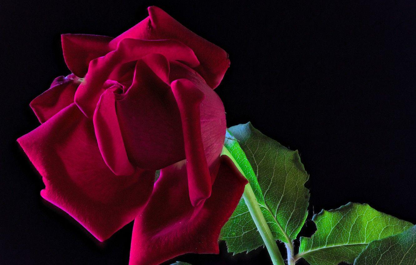 1332x850 Wallpaper leaves, rose, stem, Bud, black background, closeup, Burgundy image for desktop, section цветы