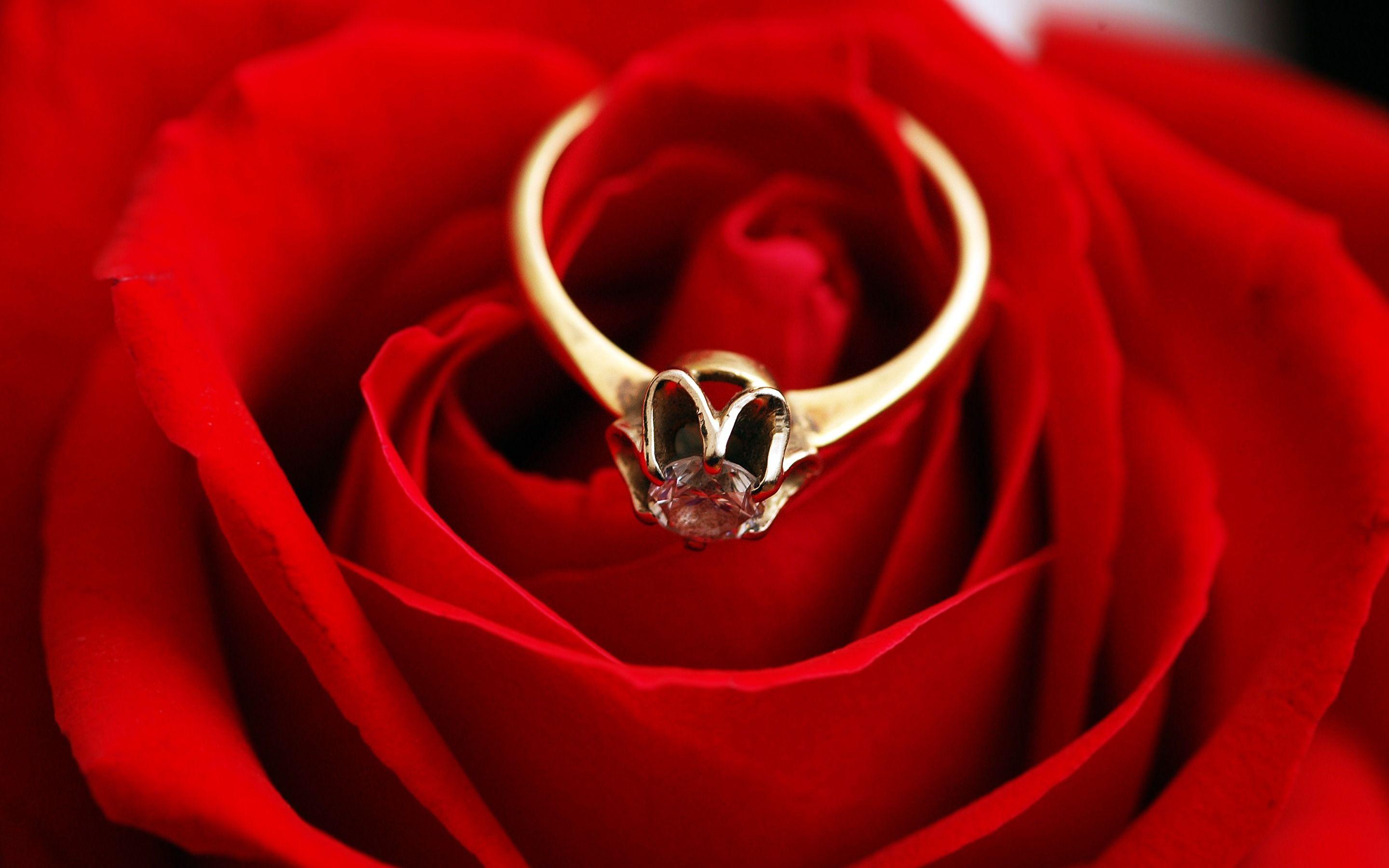 2880x1800 Romantic love golden ring red rose