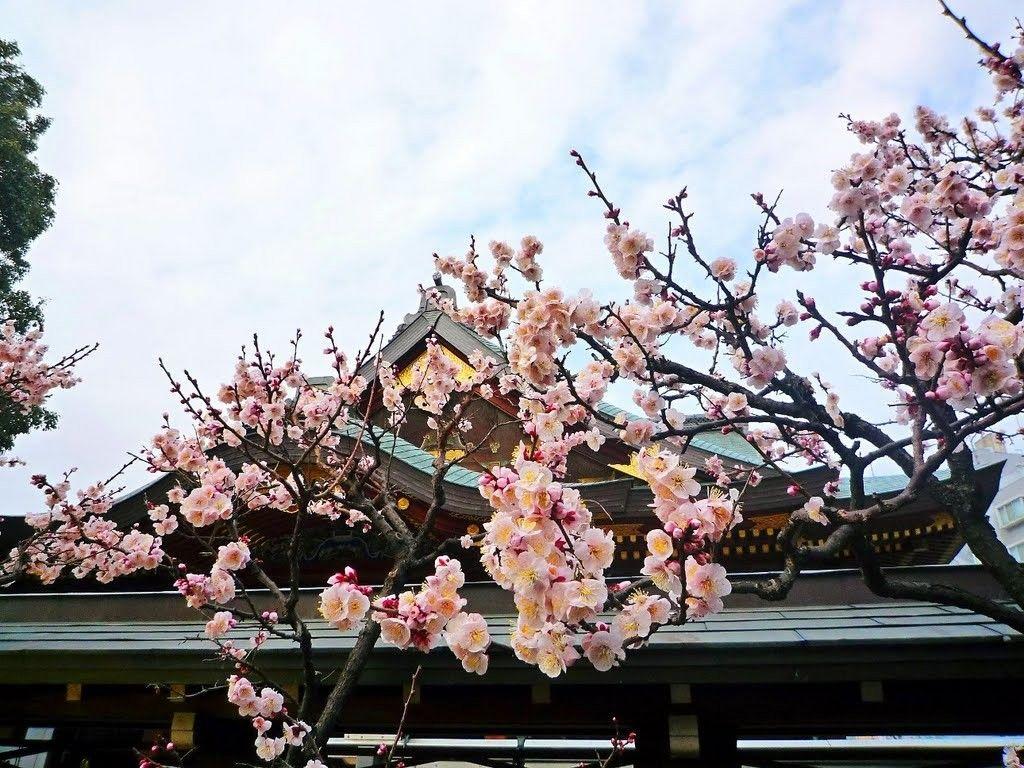 1024x768 Wallpaper Tagged With Japan: Beautiful Pink Sky Travel Blossoms