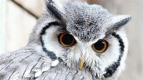 474x266 Owls Are Cute .
