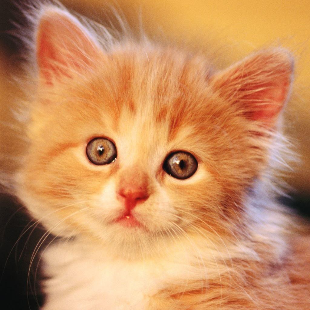 1024x1024 Adorable Kitty iPad Wallpaper Free Download