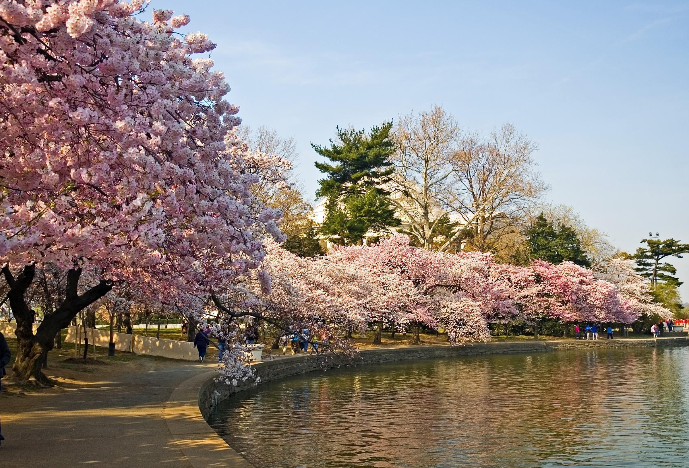 2400x1631 Image for Japan Sakura Wallpaper For iPhone q7de. Places to Visit