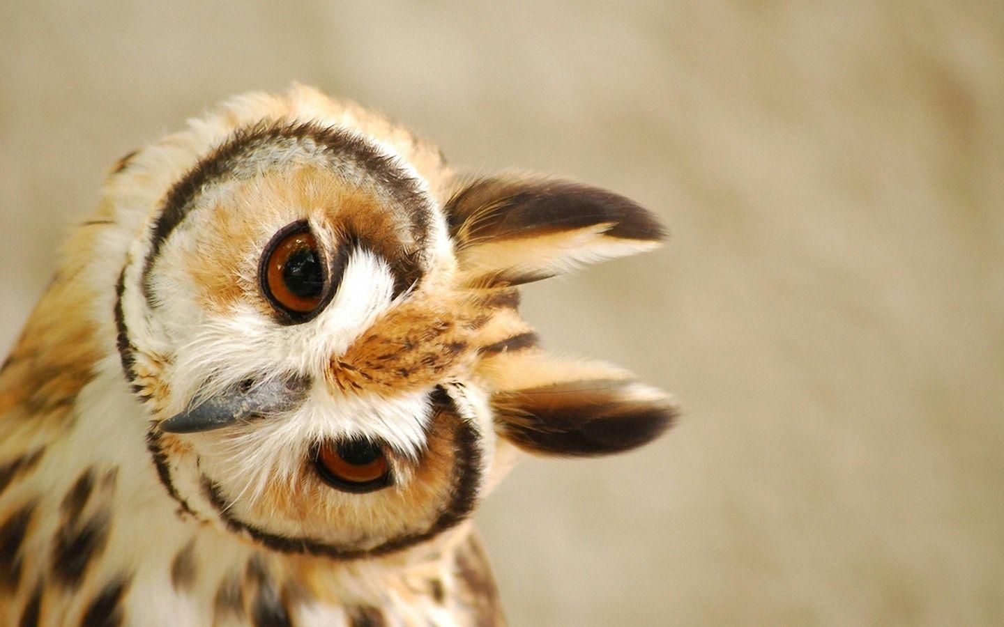1440x900 Baby Owl Desktop Wallpaper .