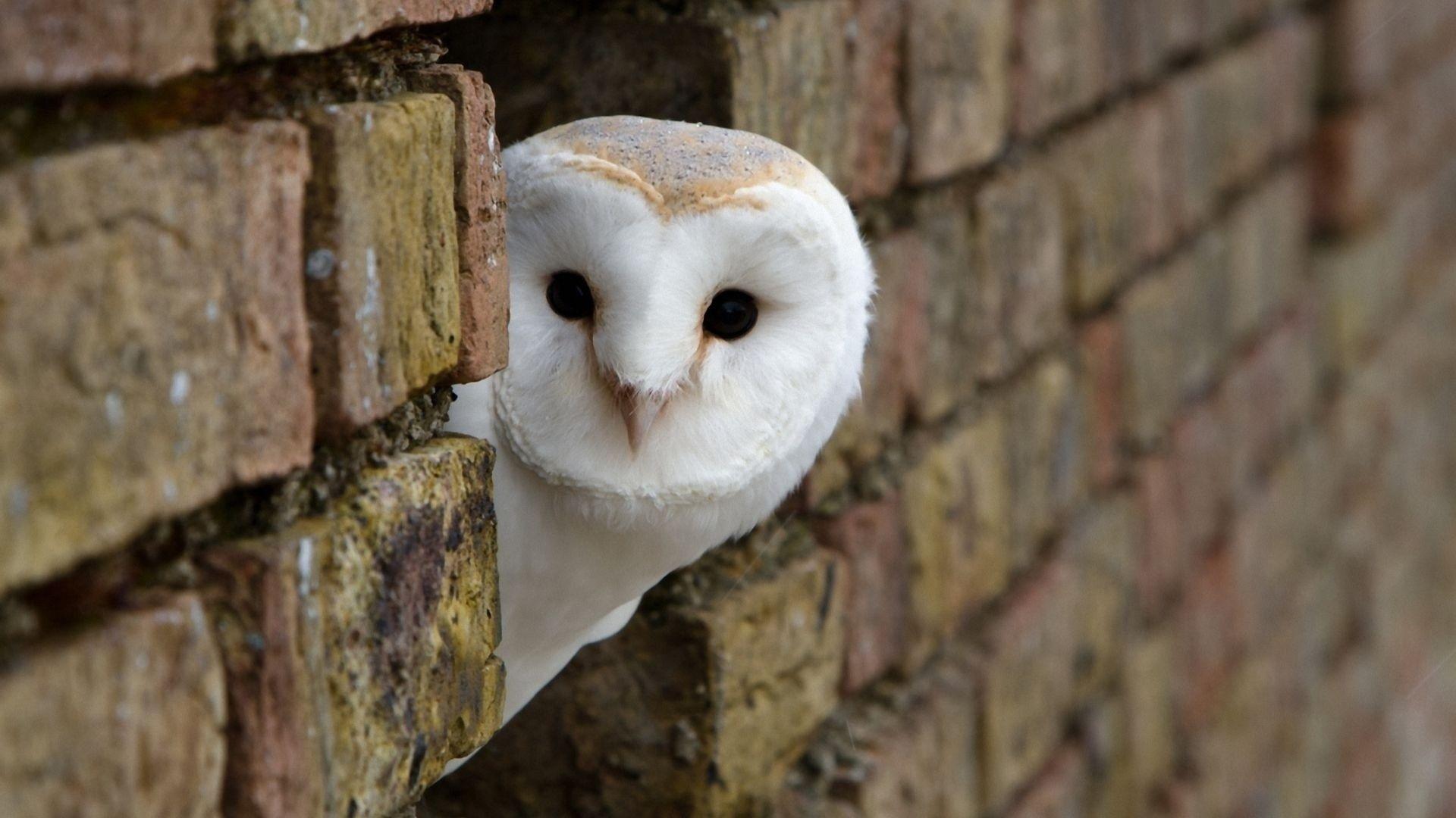 1920x1080 White Owl Wallpaper