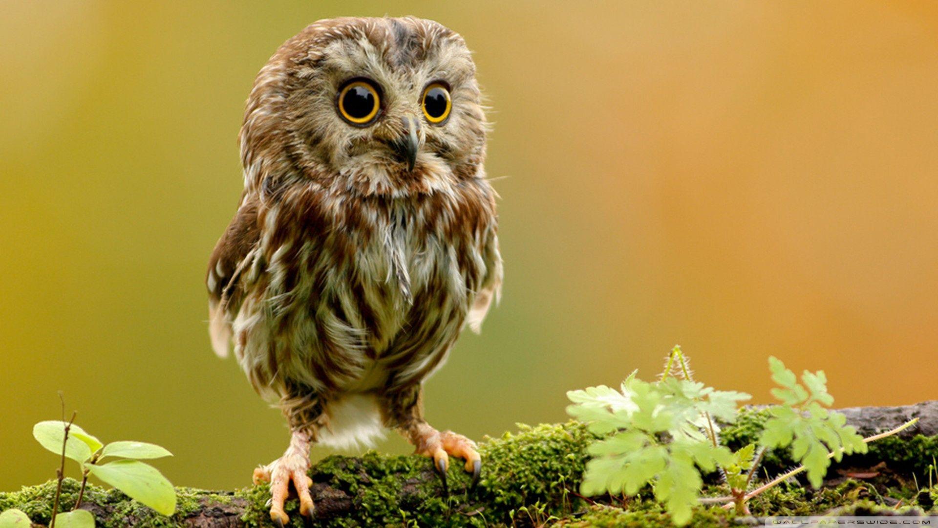 1920x1080 Cute Owl Ultra HD Desktop Background Wallpaper for 4K UHD TV : Widescreen & UltraWide Desktop & Laptop : Tablet