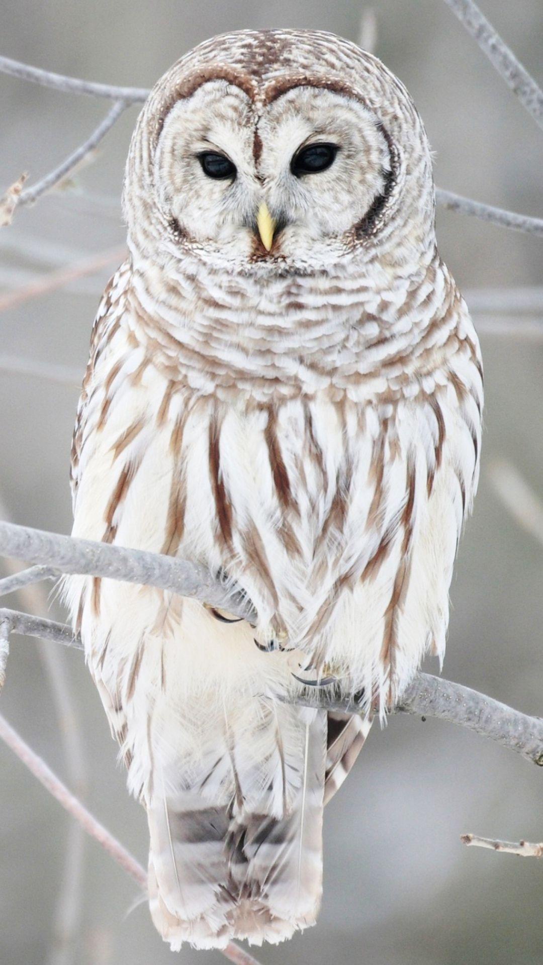 1080x1920 Cute Galaxy Owl HD Wallpaper .