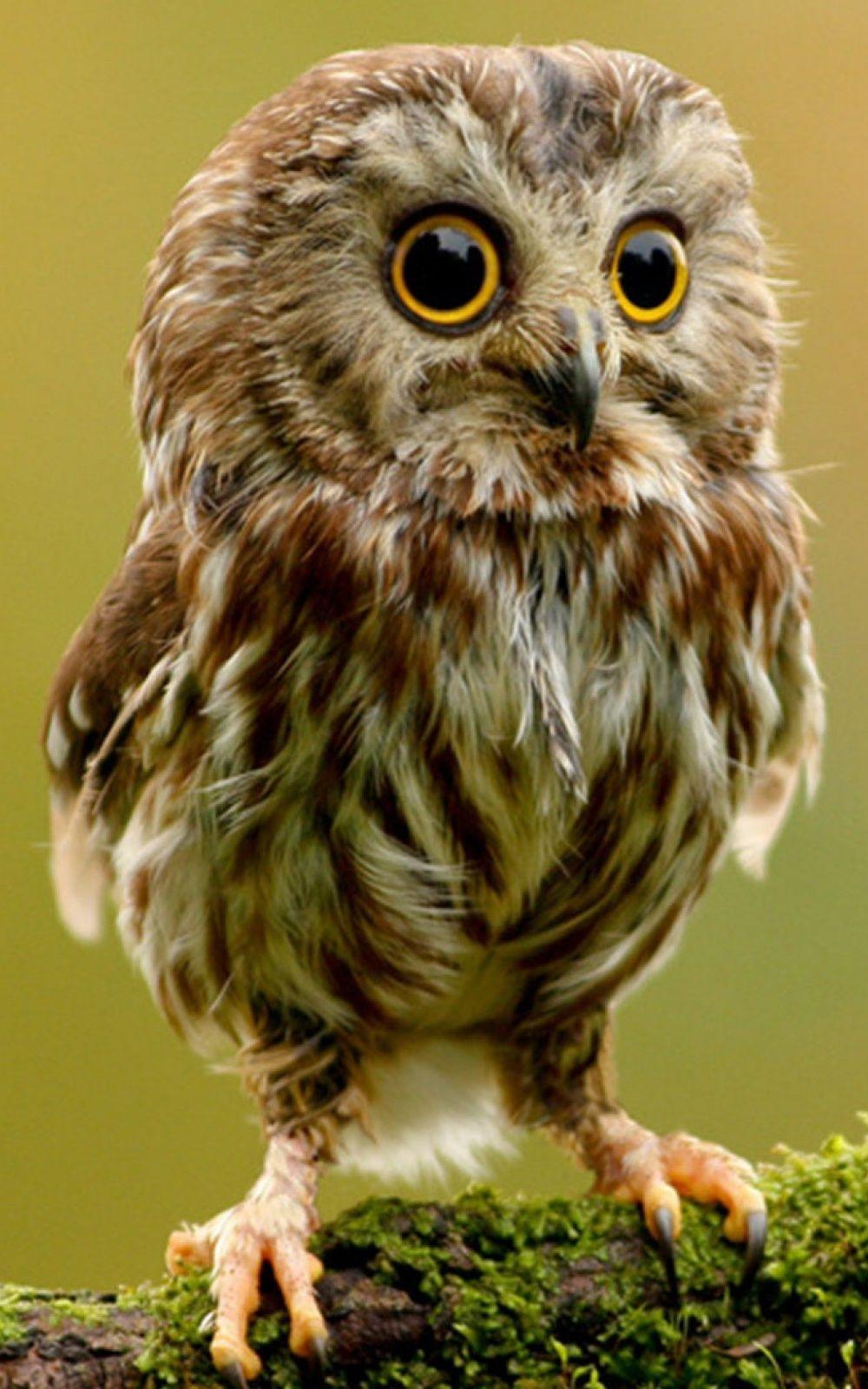 1000x1600 Cute Owl Mobile Wallpaper