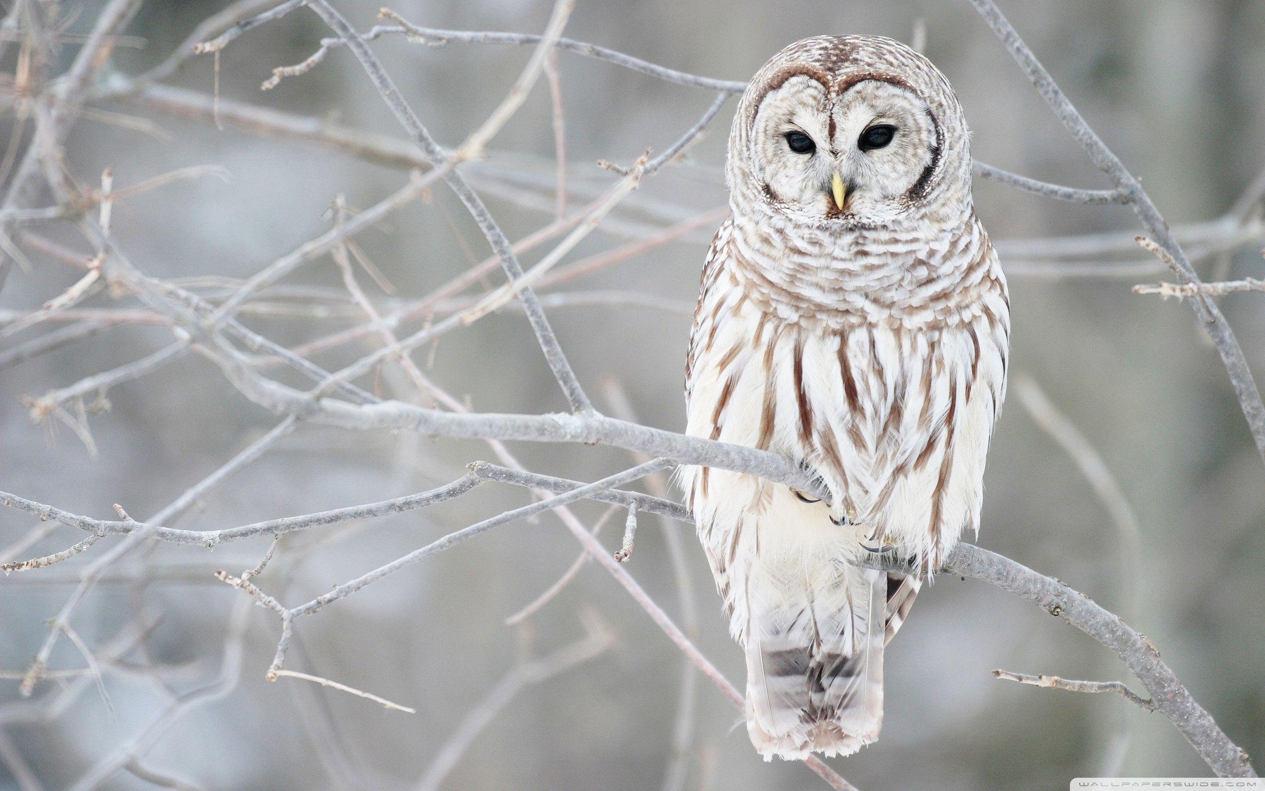 2560x1600 White Owl Wallpaper