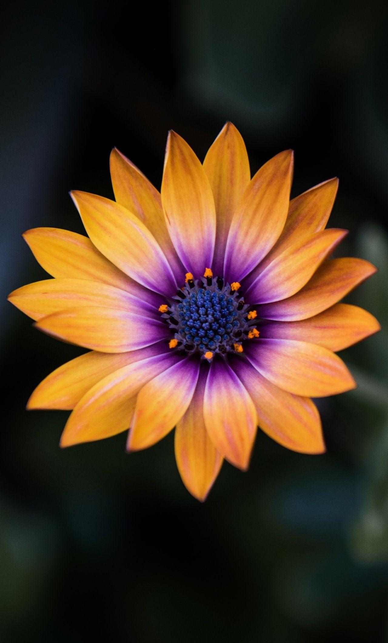 1280x2120 Bright Orange Purple Flower 8k iPhone HD 4k Wallpaper, Image, Background, Photo and Picture