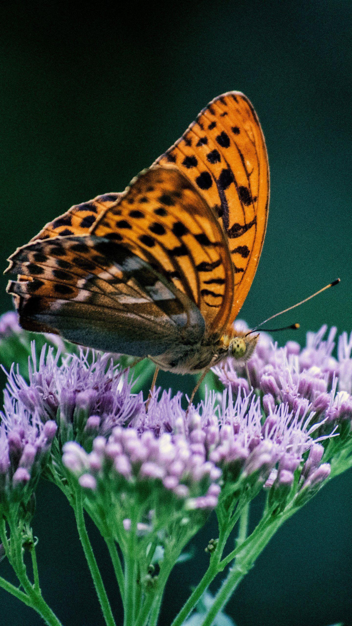 1440x2560 Purple Orange Flower iPhone Wallpaper .