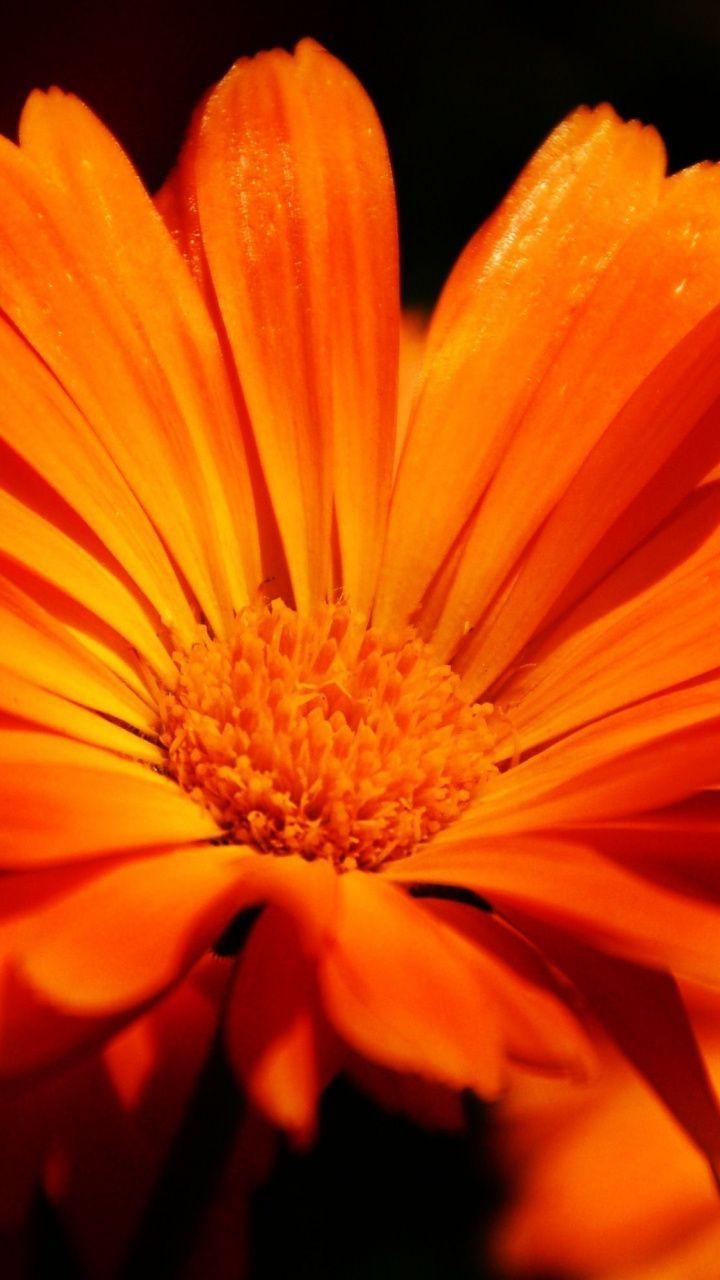 Purple Orange Flower iPhone Wallpapers Top Free Purple Orange Flower
