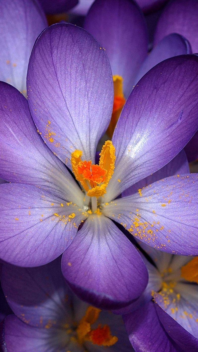 800x1420 Download Wallpaper 800x1420 Macro, Flower, Purple, Orange, Small Iphone Se 5s 5c 5 For Parallax HD Background