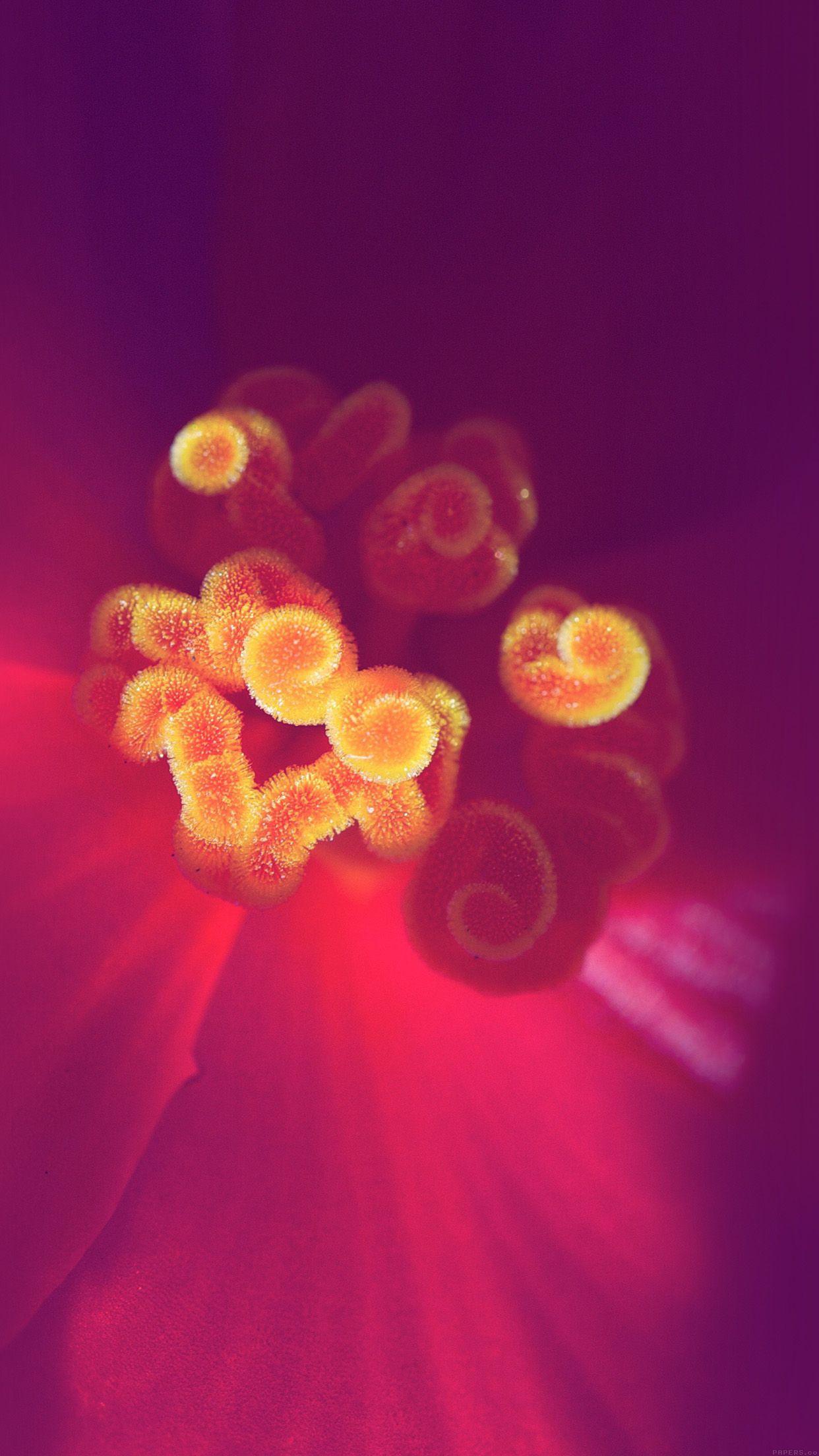 Purple Orange Flower iPhone Wallpapers Top Free Purple Orange Flower