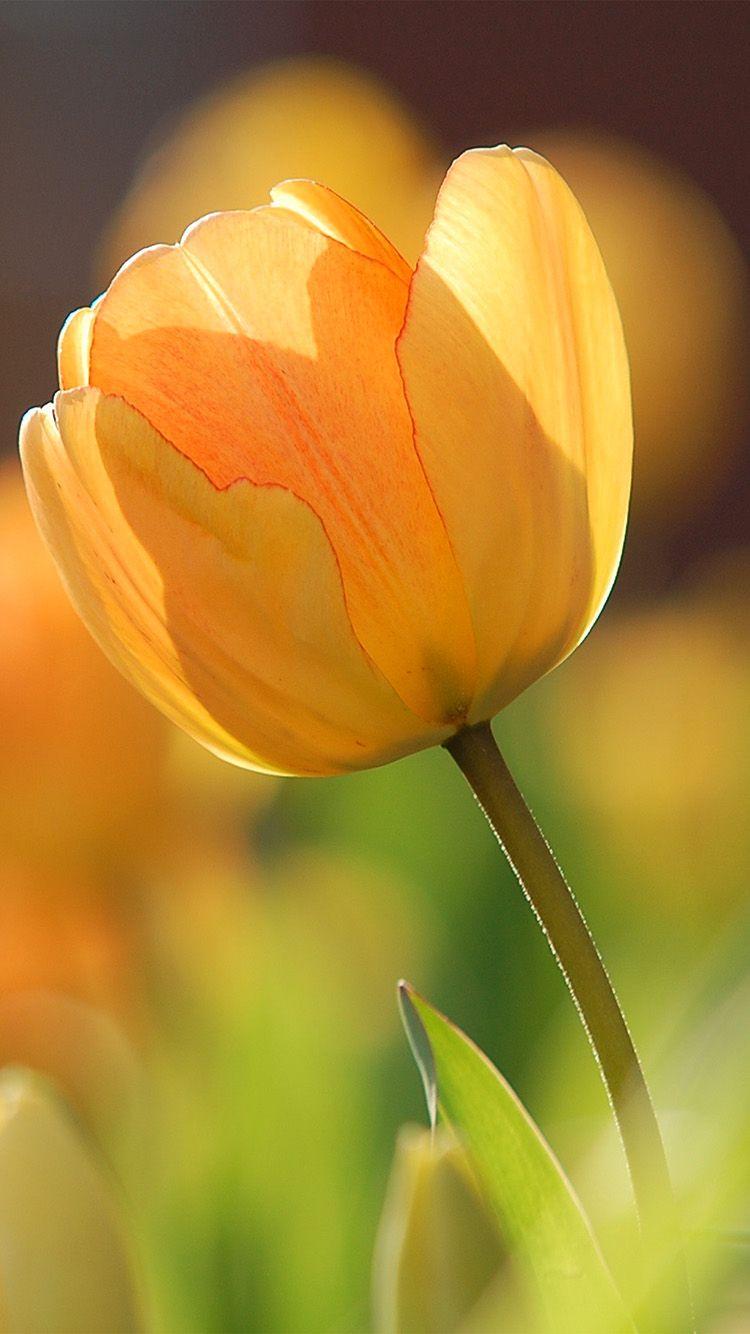 750x1334 iPhone7 wallpaper. flower spring tulip orange nature