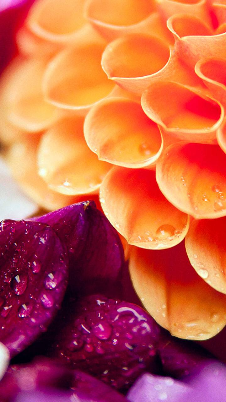 720x1280 orange flower wallpaper