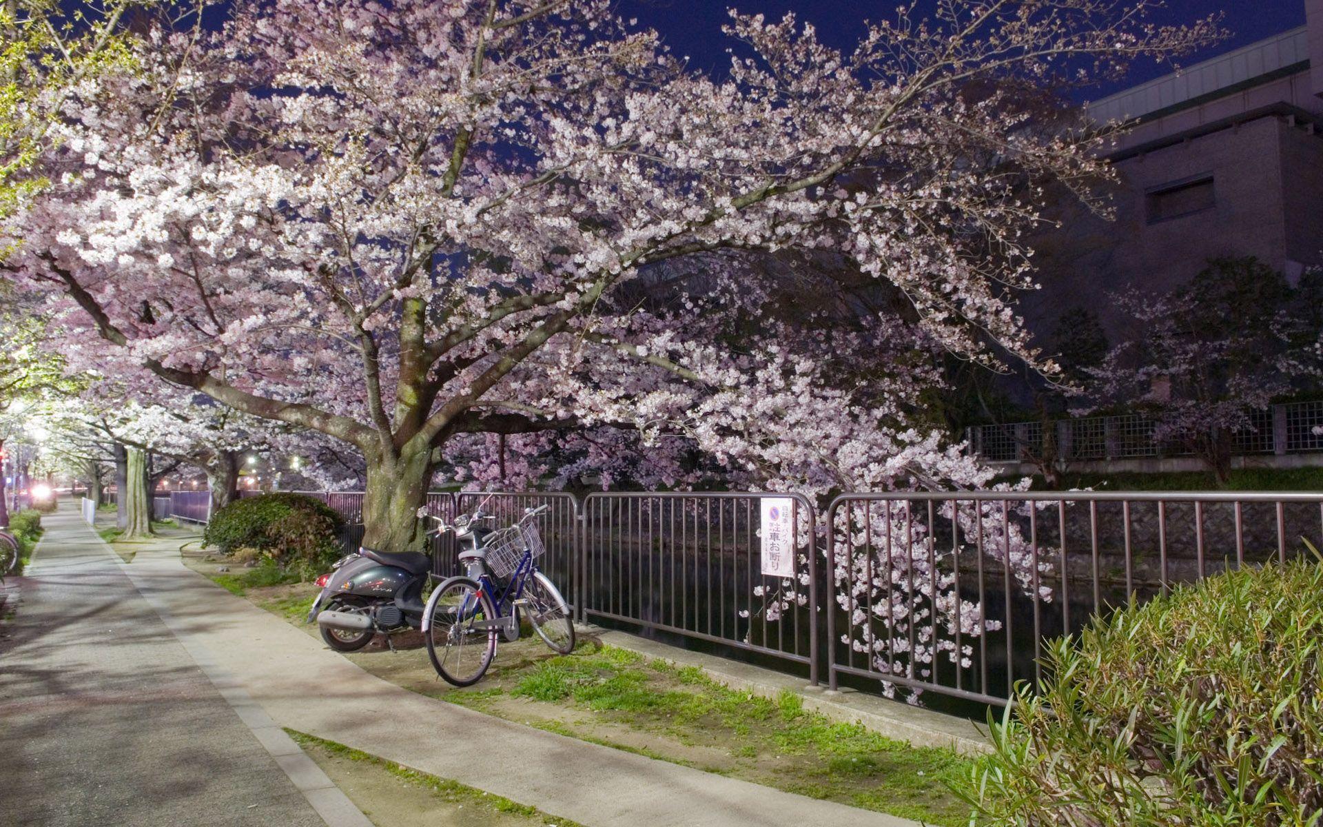 1920x1200 Japan Cherry Blossom Desktop Background HD 1920x1200