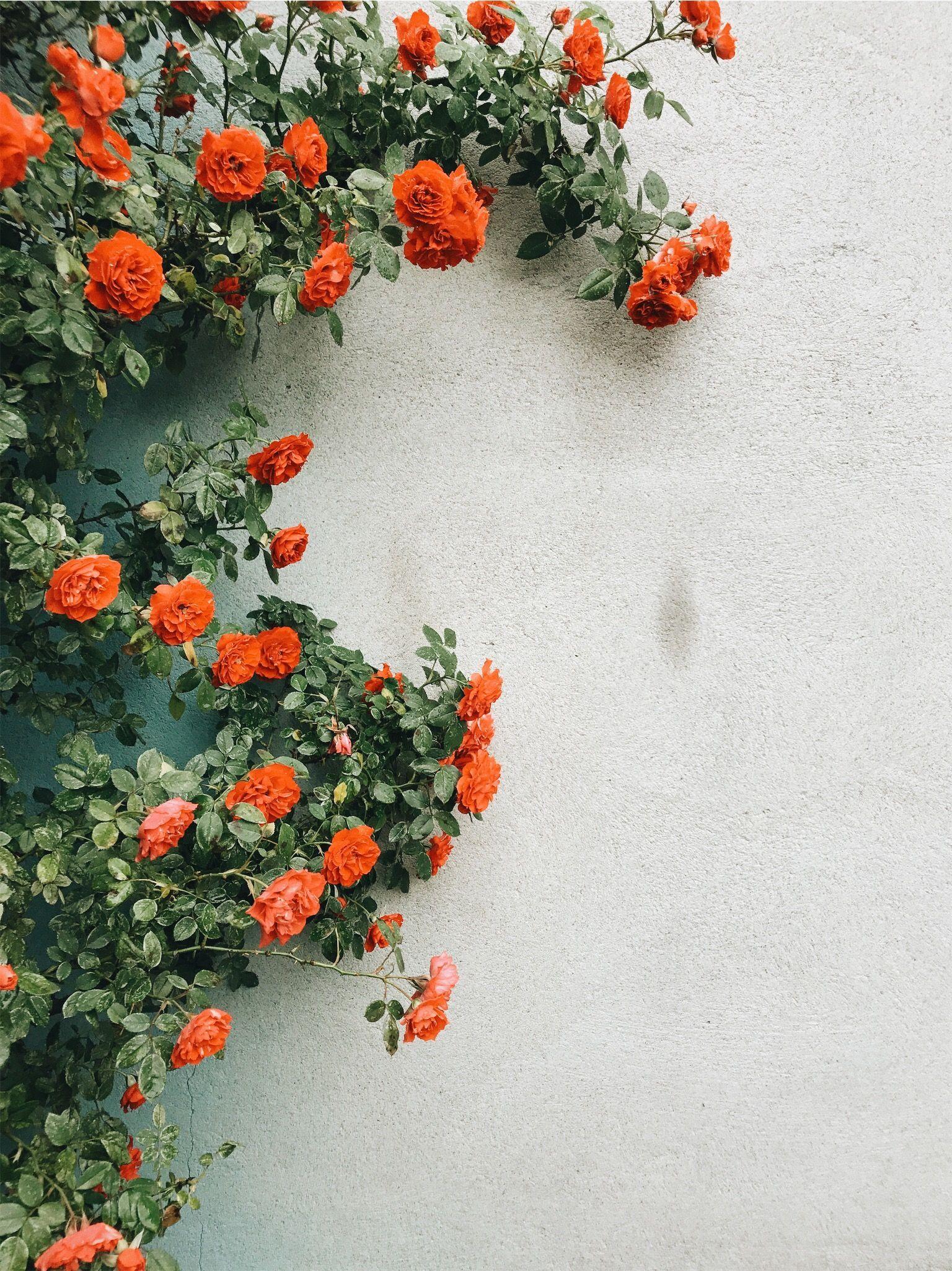 1536x2049 Aesthetic Wallpaper Flowers Orange